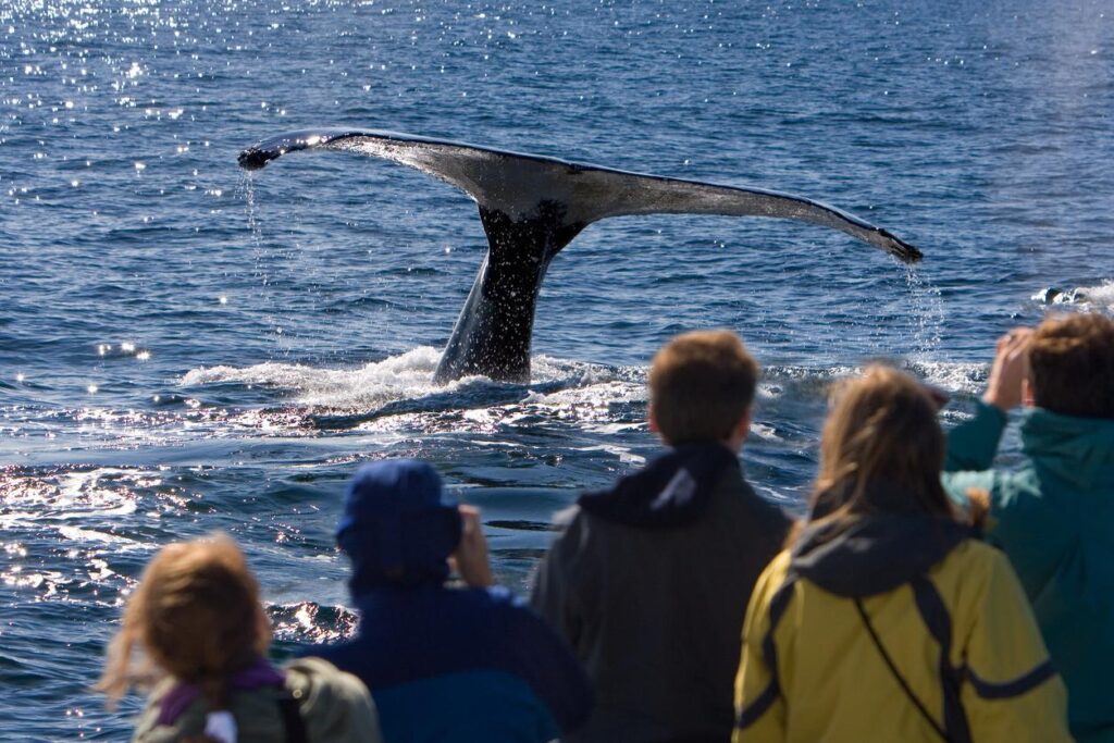 Whale Watching