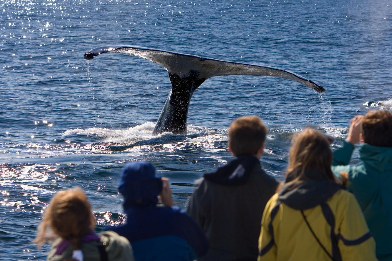 Whale Watching
