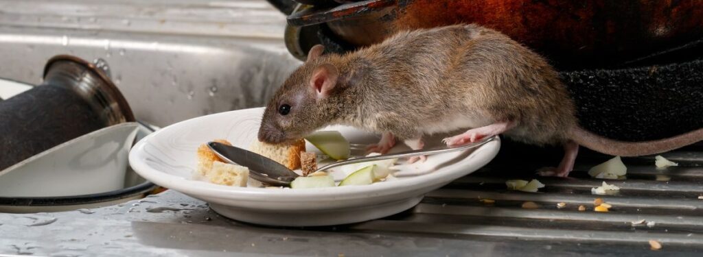 Rat Control