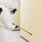 Termite Control Near Me
